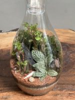 تراریوم طرح فرانسه - Image 4