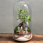 تراریوم بنسای فیکوس طرح موج دریا