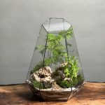 تراریوم طرح بنسای مارچوبه
