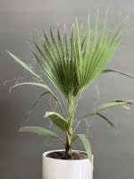 گیاه نخل بادبزنی (پالم بادبزنی) - Image 3