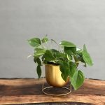 گیاه اسکاندیس سبز رومیزی