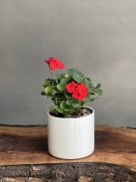گیاه شمدانی قرمز