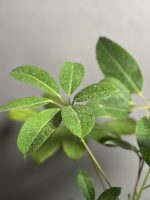 گیاه شفلرا آمیت - Image 4