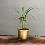 گیاه اریکا رومیزیی