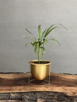 گیاه اریکا رومیزیی