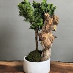 بونسای نانا دیزاین شده