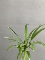 گیاه اریکا رومیزیی - Image 4