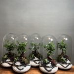 گیفت شرکتی ۵ عددی تراریوم بنسای فیکوس