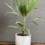 گیاه نخل بادبزنی (پالم بادبزنی)
