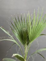 گیاه نخل بادبزنی (پالم بادبزنی) - Image 4