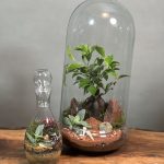 تراریوم بنسای فیکوس طرح توتیا+ تراریوم فرانسه