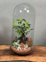 تراریوم بنسای فیکوس طرح توتیا - Image 2