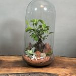 تراریوم بنسای فیکوس طرح توتیا