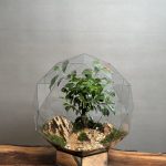 تراریوم سوپر لاکچری توپی بنسای فیکوس