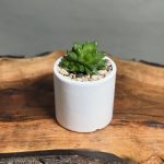 کاکتوس هاورتیا شیشه ای