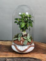 تراریوم بنسای فیکوس طرح اورنج - Image 2