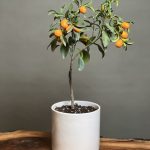نهال کامکوات (پرتقال مینیاتوری)