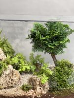تراریوم بنسای نانا طرح کتاب طبیعت - Image 3