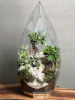 تراریوم سوپر لاکچری الماس بنسای فیکوس - Image 2