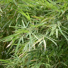نخل بامبو یا شامادورا