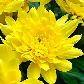 گل داودی