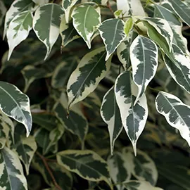 انجیر برگریز