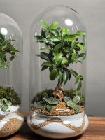 ۲ عدد تراریوم بنسای فیکوس طرح خردل - Image 2