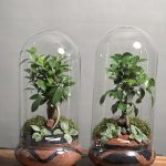 ۲ عدد تراریوم بنسای فیکوس طرح فایر