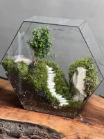 تراریوم بنسای ژاپونیکا طرح پله ی ژاپن - Image 4