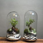 ۲ عدد تراریوم بنسای فیکوس طرح موج بلک وایت