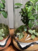 ۲ عدد تراریوم بنسای فیکوس طرح سه رنگ - Image 5
