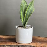 گیاه سانسوریا راکتی ابلق