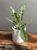 گیاه فیلودندرون کنگره ای ابلق - Image 3