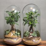 ۲ عدد تراریوم بنسای فیکوس مکمل خردلی