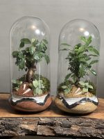 ۲ عدد تراریوم بنسای فیکوس طرح سه رنگ