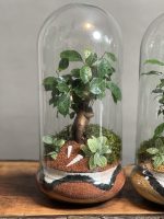 ۲ عدد تراریوم بنسای فیکوس طرح سه رنگ - Image 4
