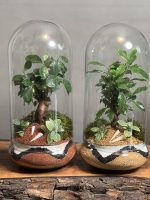۲ عدد تراریوم بنسای فیکوس طرح سه رنگ - Image 2