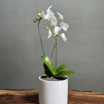 گیاه ارکیده مینیاتور سفید