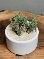 کاکتوس افوربیا آناناسی - Image 3