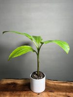 درختچه موز