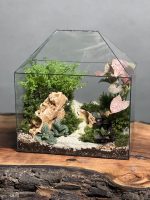 تراریوم سینگونیوم صورتی طرح آشیونه - Image 2