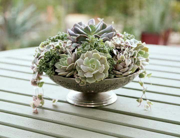 دیش گاردن