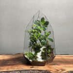 تراریوم بنسای پیتسپروم طرح الماس