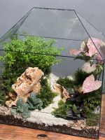 تراریوم سینگونیوم صورتی طرح آشیونه - Image 3