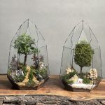 ۲ عدد تراریوم الماسی (وابی کوزا - بنسای نانا)