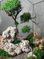 تراریوم درخت جاودان طرح پنجو گنبد - Image 6