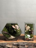 ۲ عدد موساریوم کمبو سینگونیوم صورتی (تراریوم) - Image 2