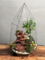 تراریوم بنسای ژاپونیکا طرح رد راک - Image 2
