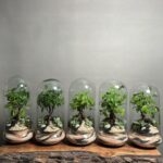هدایا شرکتی ۵ عدد تراریوم بنسای فیکوس طرح موج