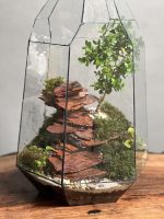 تراریوم بنسای ژاپونیکا طرح رد راک - Image 3